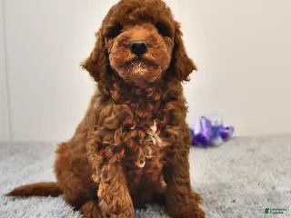 Mini Goldendoodle dogs for sale: Bagel - Ad 2