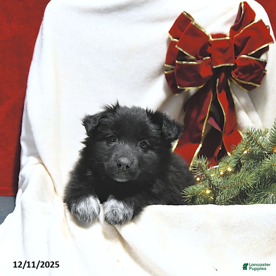 Mixed Breed dogs Lily - Ad 37