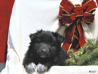 Mixed Breed dogs Lily - Ad 33