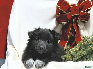 Mixed Breed dogs Lily - Ad 25