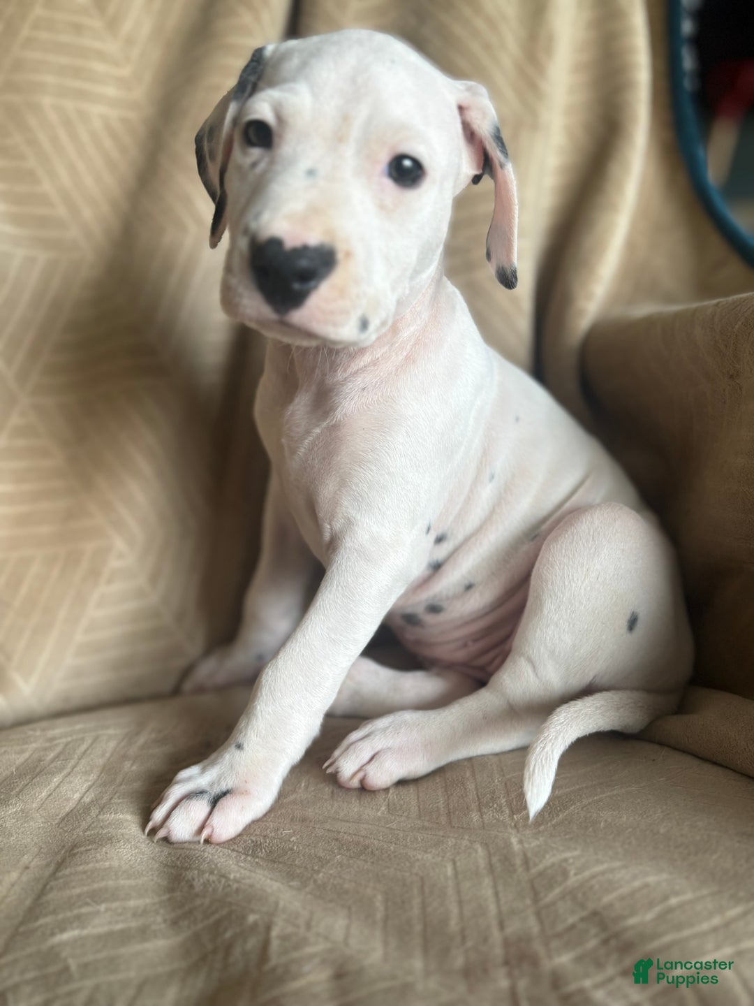 Mixed Breed dogs for sale: Samuel - Ad 24