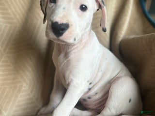 Mixed Breed dogs - Ad 11