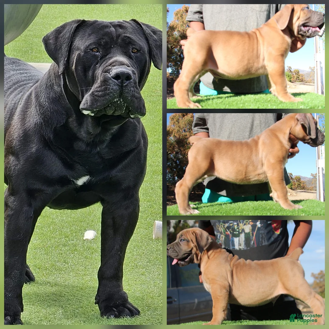 Mixed Breed dogs for sale: Mixed Breed Puppy 2 - Ad 18