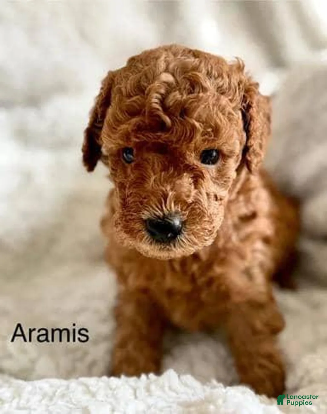 Toy Poodle dogs for sale: Aramis - Ad 2