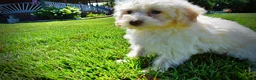 Havapoo dogs for sale: Gabby - Ad 10