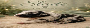 Slade
