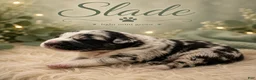 Mixed Breed dogs for sale: Slade - Ad 1