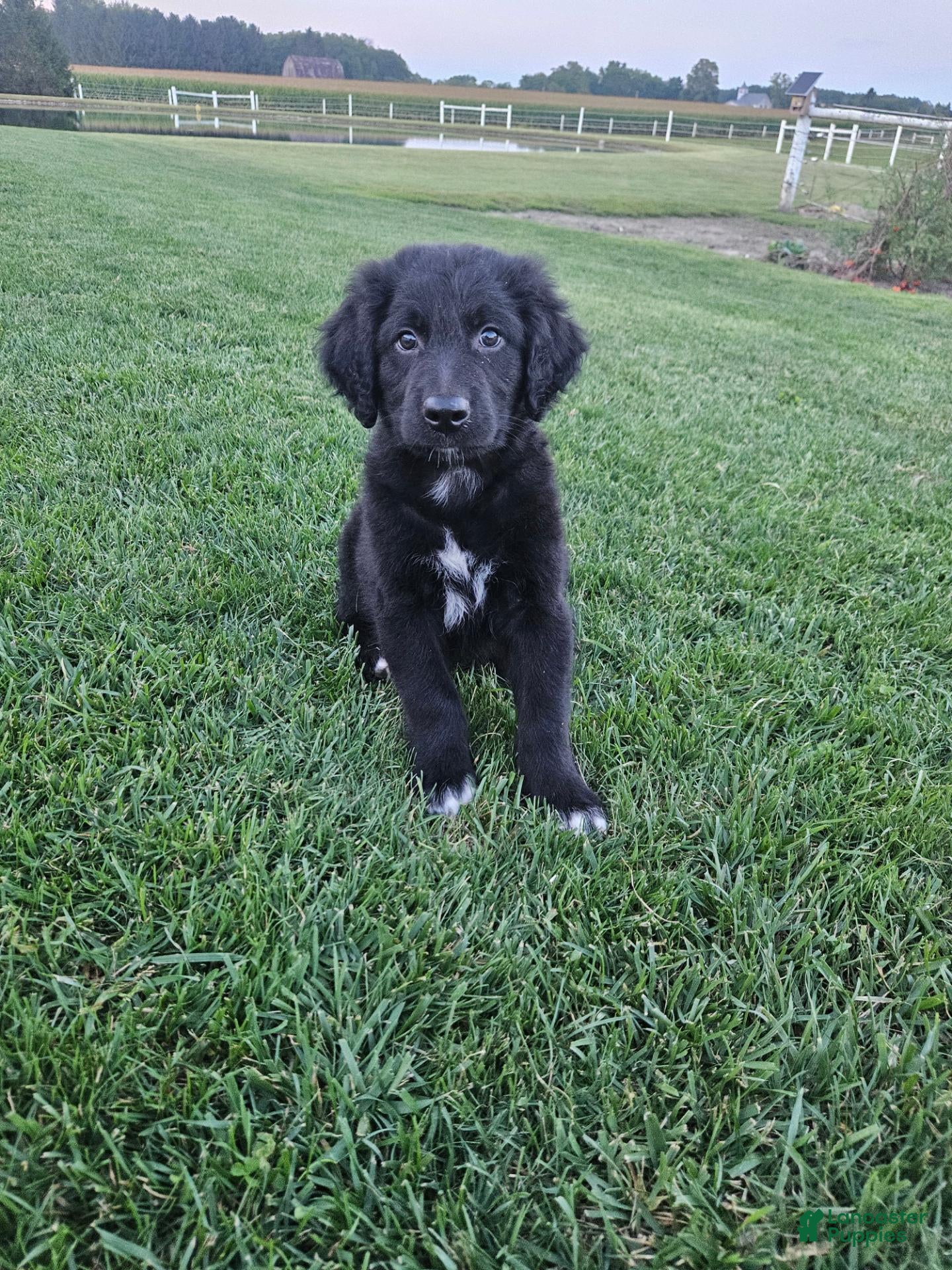Mixed Breed dogs Cooper - Ad 1