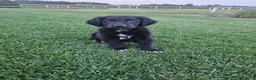 Mixed Breed dogs for sale: Cooper - Ad 1