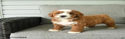 Bernedoodle dogs for sale: Socks - Ad 3
