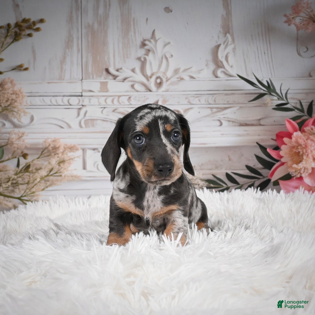 Miniature Dachshund dogs Phoenix-AKC - Ad 4