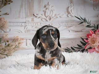 Miniature Dachshund dogs Phoenix-AKC - Ad 24