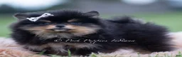 Pomeranian dogs for sale: Chewbarka - Ad 4