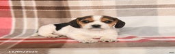 Beagle dogs for sale: Lucy - Ad 3