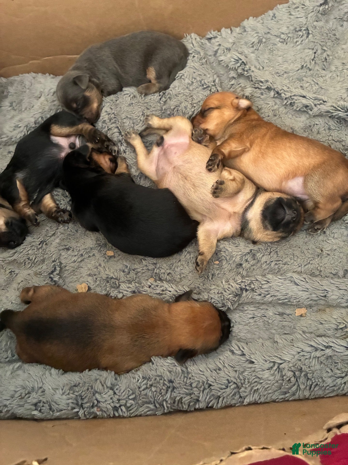 Mixed Breed dogs for sale: Mixed Breed 4 - Ad 1
