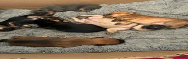 Mixed Breed 4