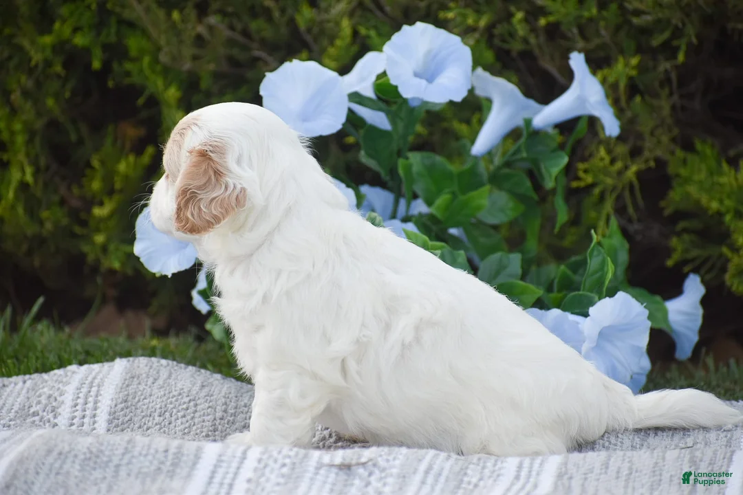 Mixed Breed dogs for sale: Mariah - Ad 12