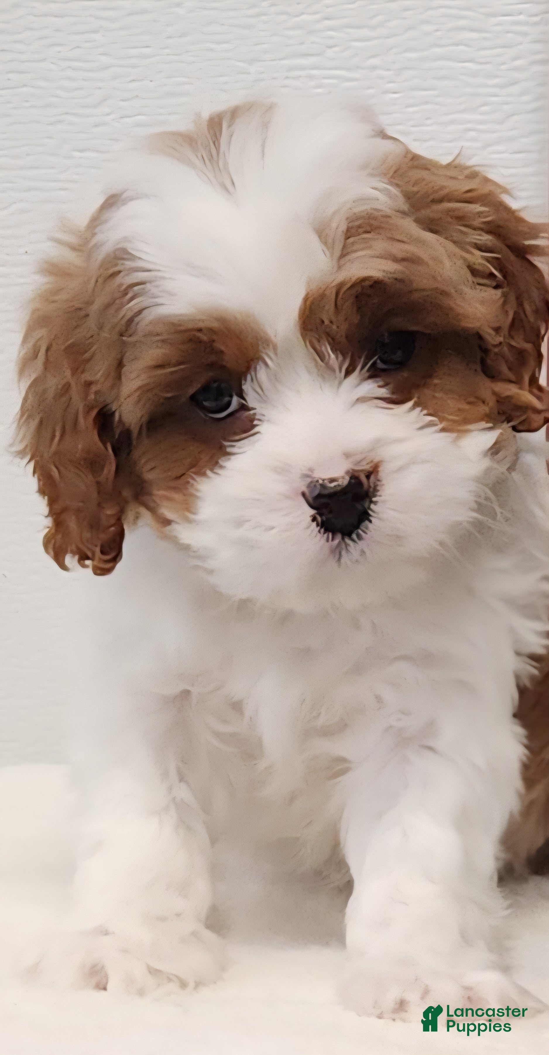 Cavapoo dogs Reggie - Ad 33