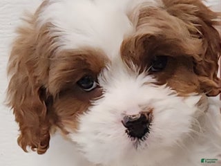 Cavapoo dogs Reggie - Ad 33