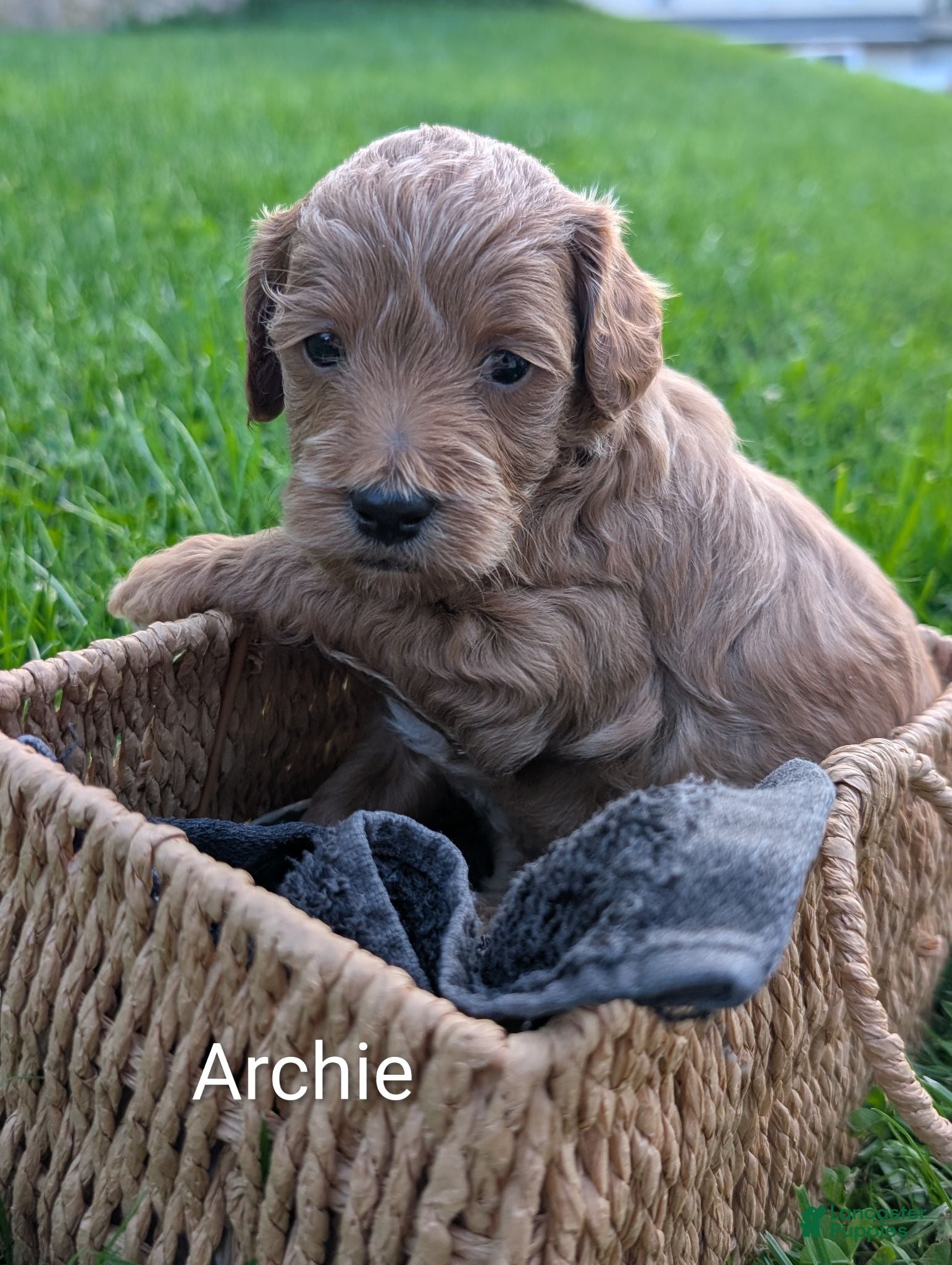 Mixed Breed dogs for sale: Archie - Ad 4
