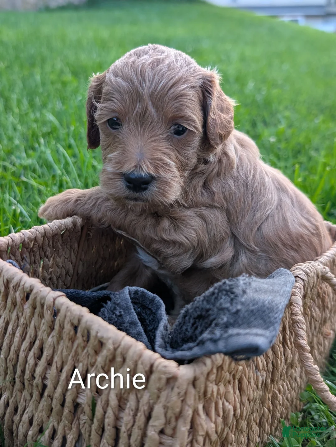 Mixed Breed dogs for sale: Archie - Ad 1
