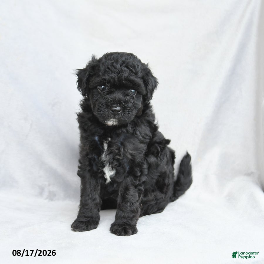 Bichpoo dogs Zander - Ad 2