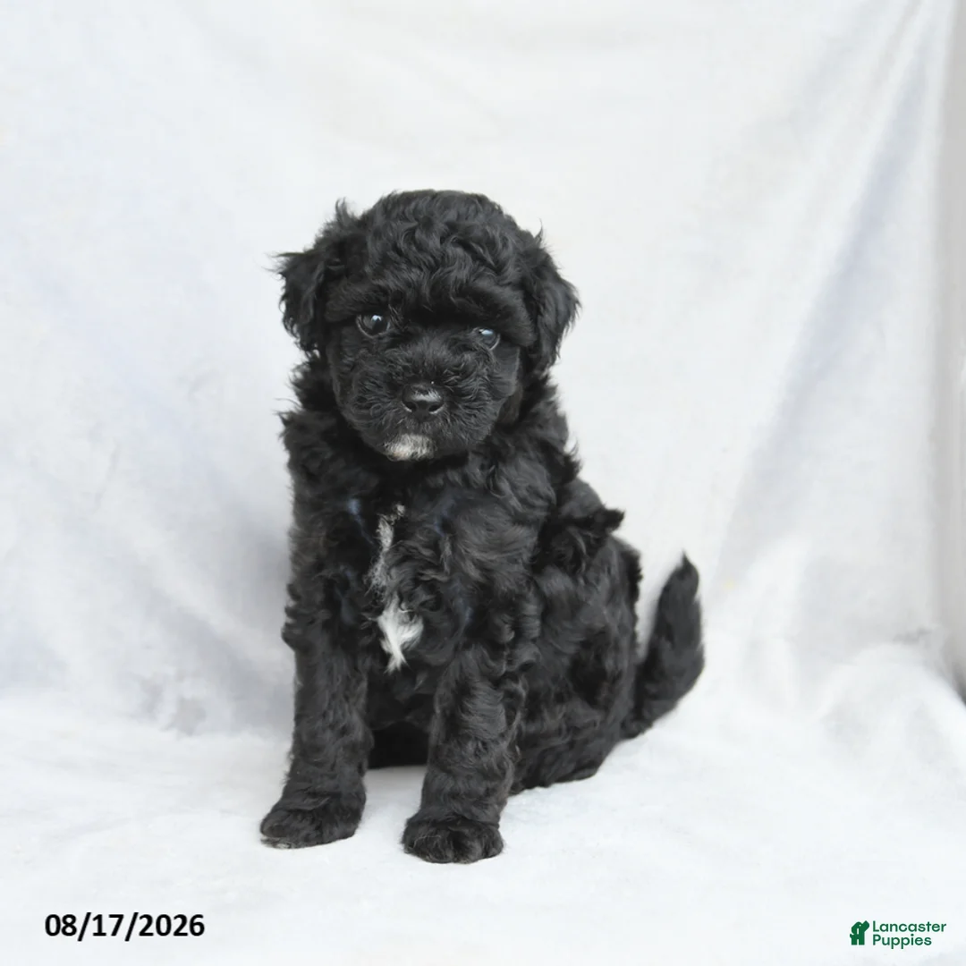 Bichpoo dogs for sale: Zander - Ad 2