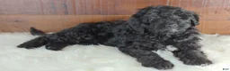 Bernedoodle dogs for sale: Shadow  - Ad 3