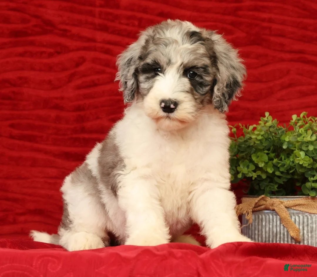 Sheepadoodle dogs for sale: Bella - Ad 1