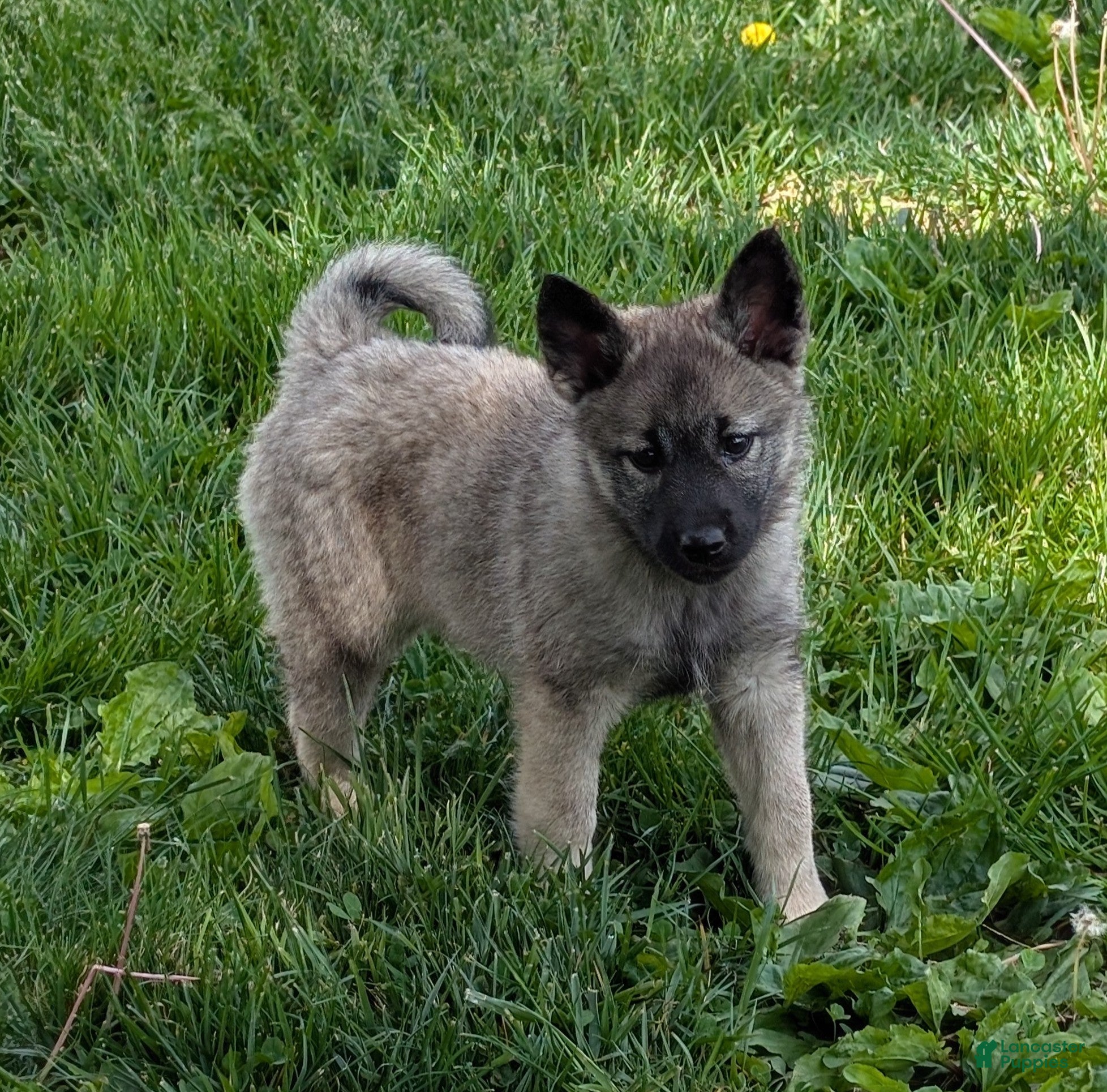 Norwegian Elkhound dogs Miss Yellow - Ad 1