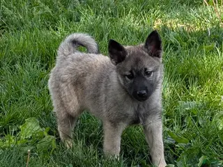 Norwegian Elkhound dogs for sale: Miss Yellow - Ad 2