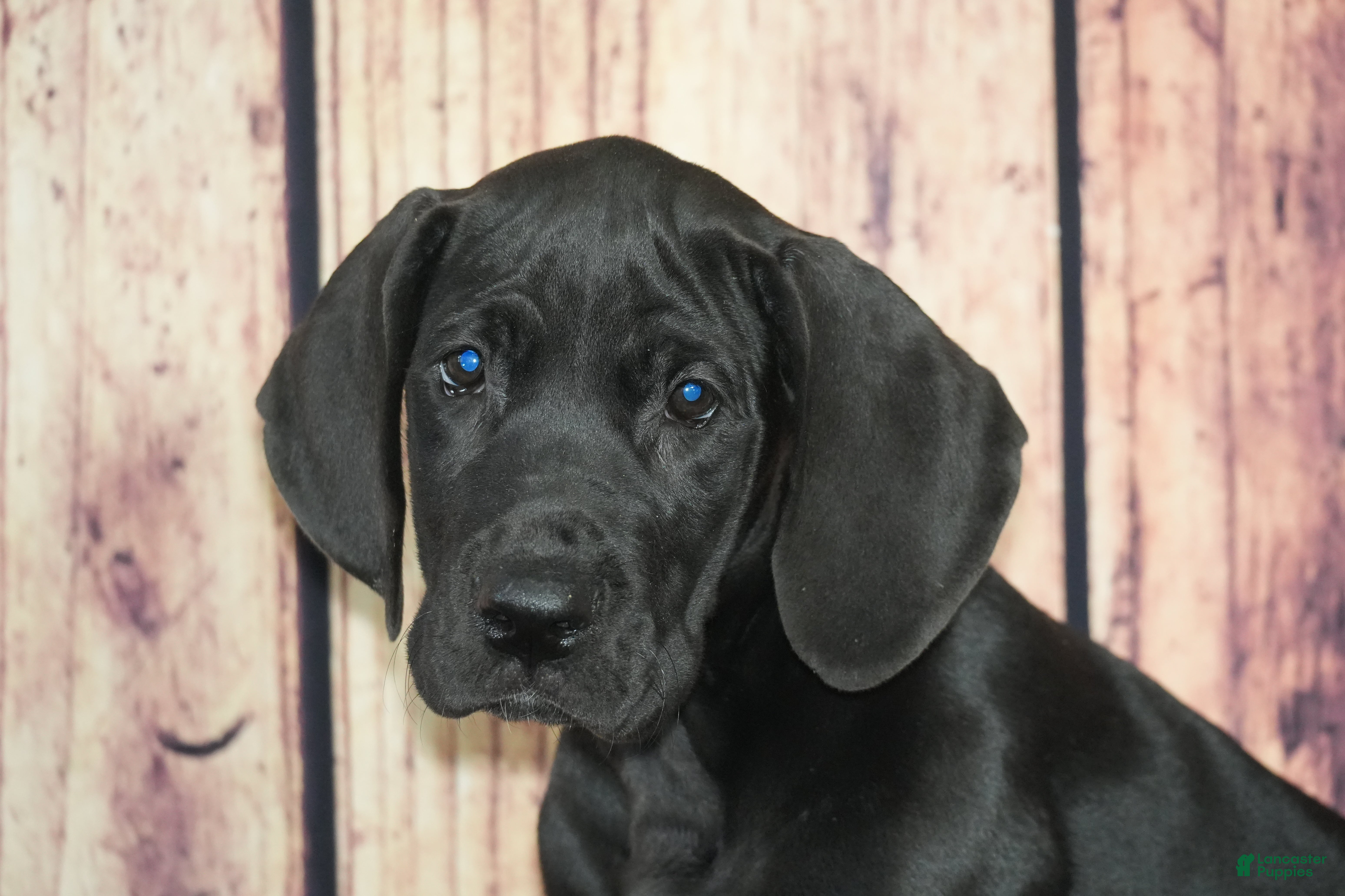 Great Dane dogs Lainey - Ad 31