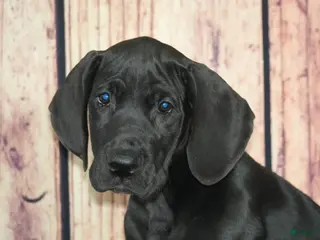 Great Dane dogs Lainey - Ad 38