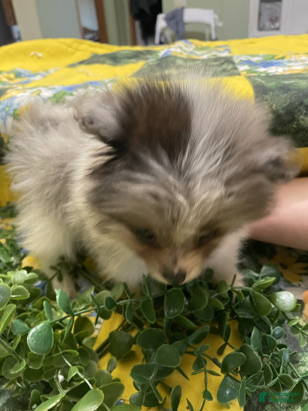 Pomeranian dogs for sale: Pomeranian Puppy 3 Rylan - Ad 3