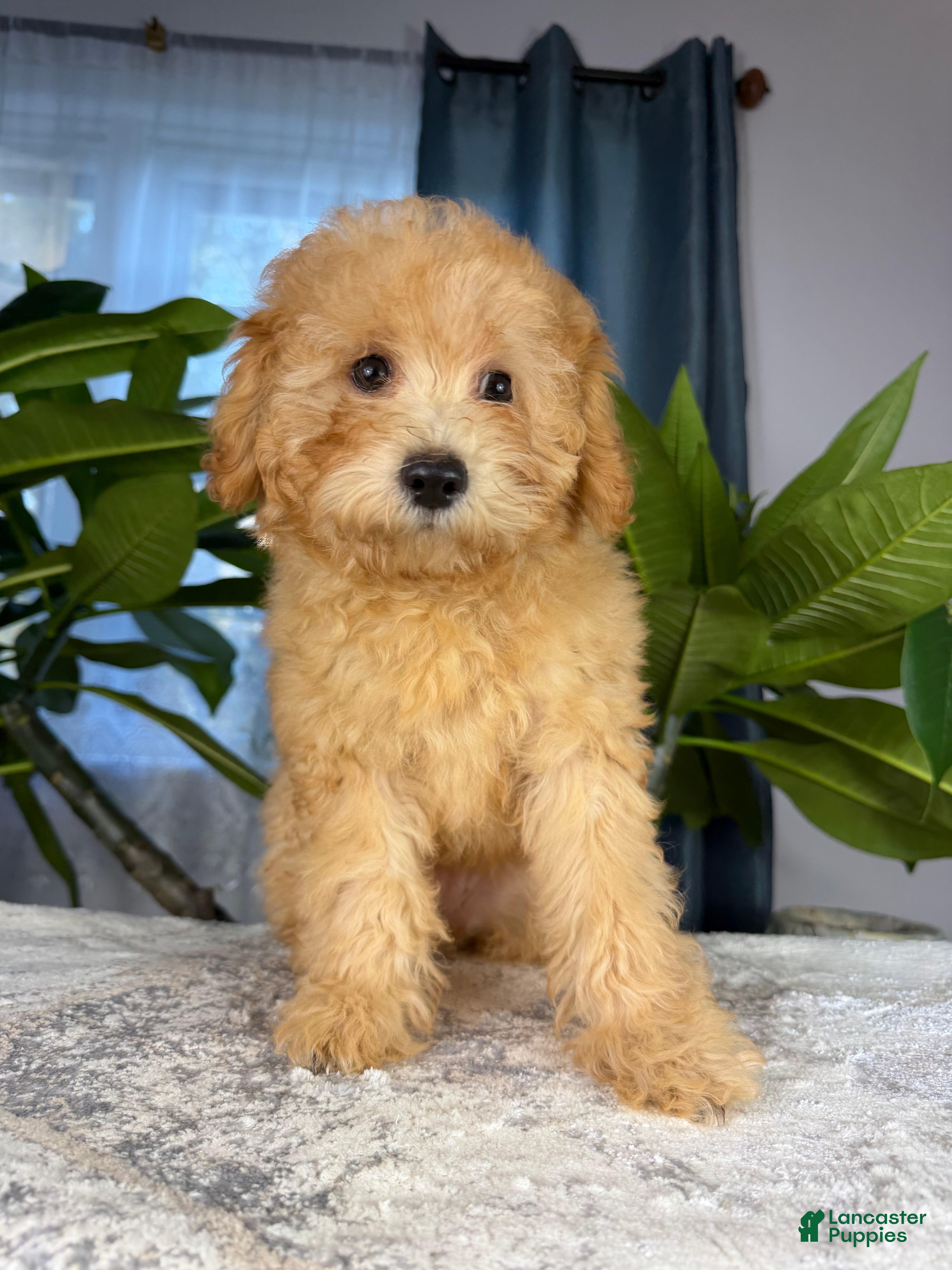Yorkiepoo dogs for sale: Yorkiepoo 6 - Ad 1