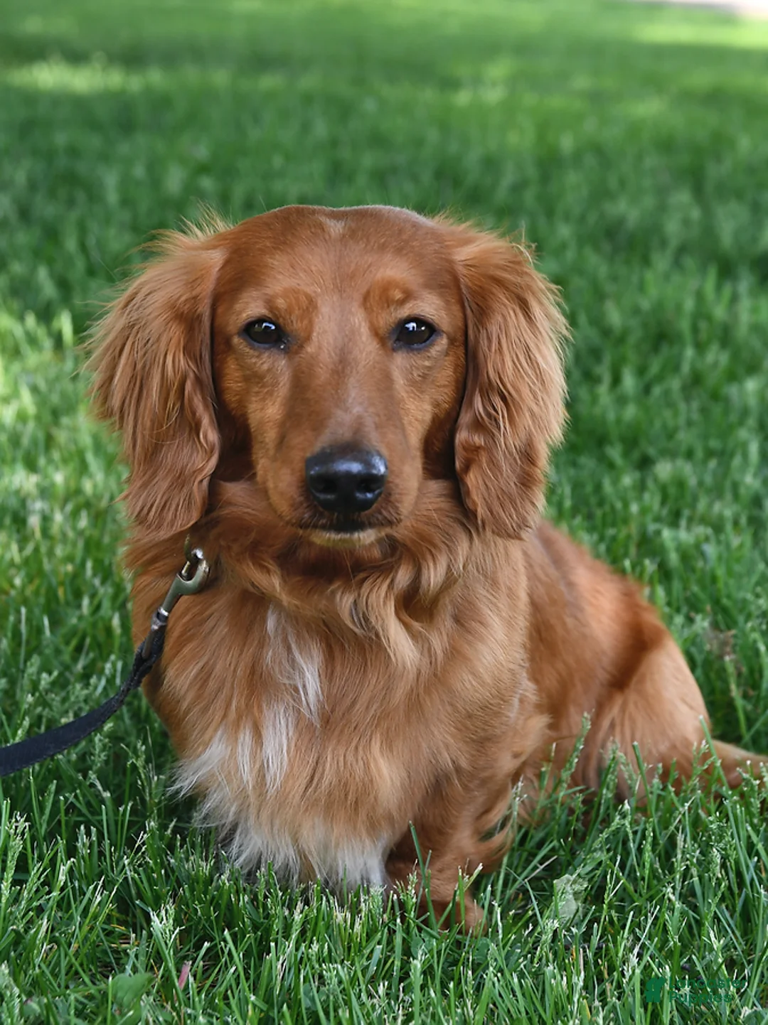 Miniature Dachshund dogs for sale: Willow - Ad 7