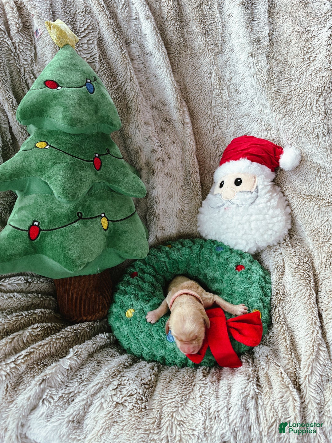 Goldendoodle dogs for sale: Caramel - Ad 7