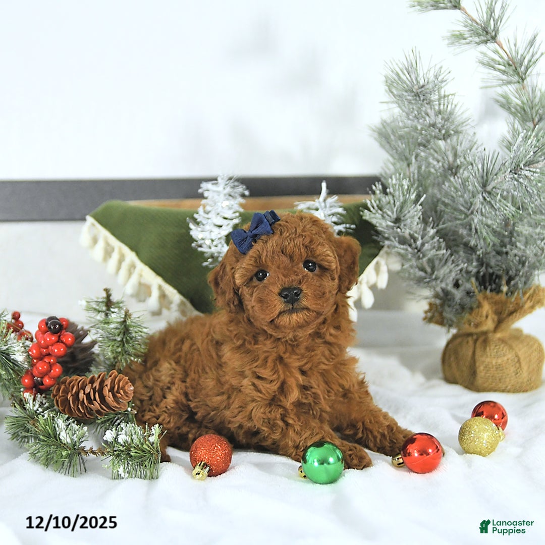 Toy Poodle dogs for sale: Darcy - Ad 3