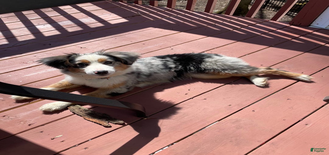 Gallery Image {{count}}