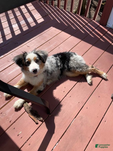 Gallery Image {{count}}