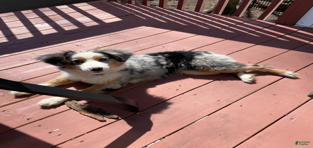 Gallery Image {{count}}