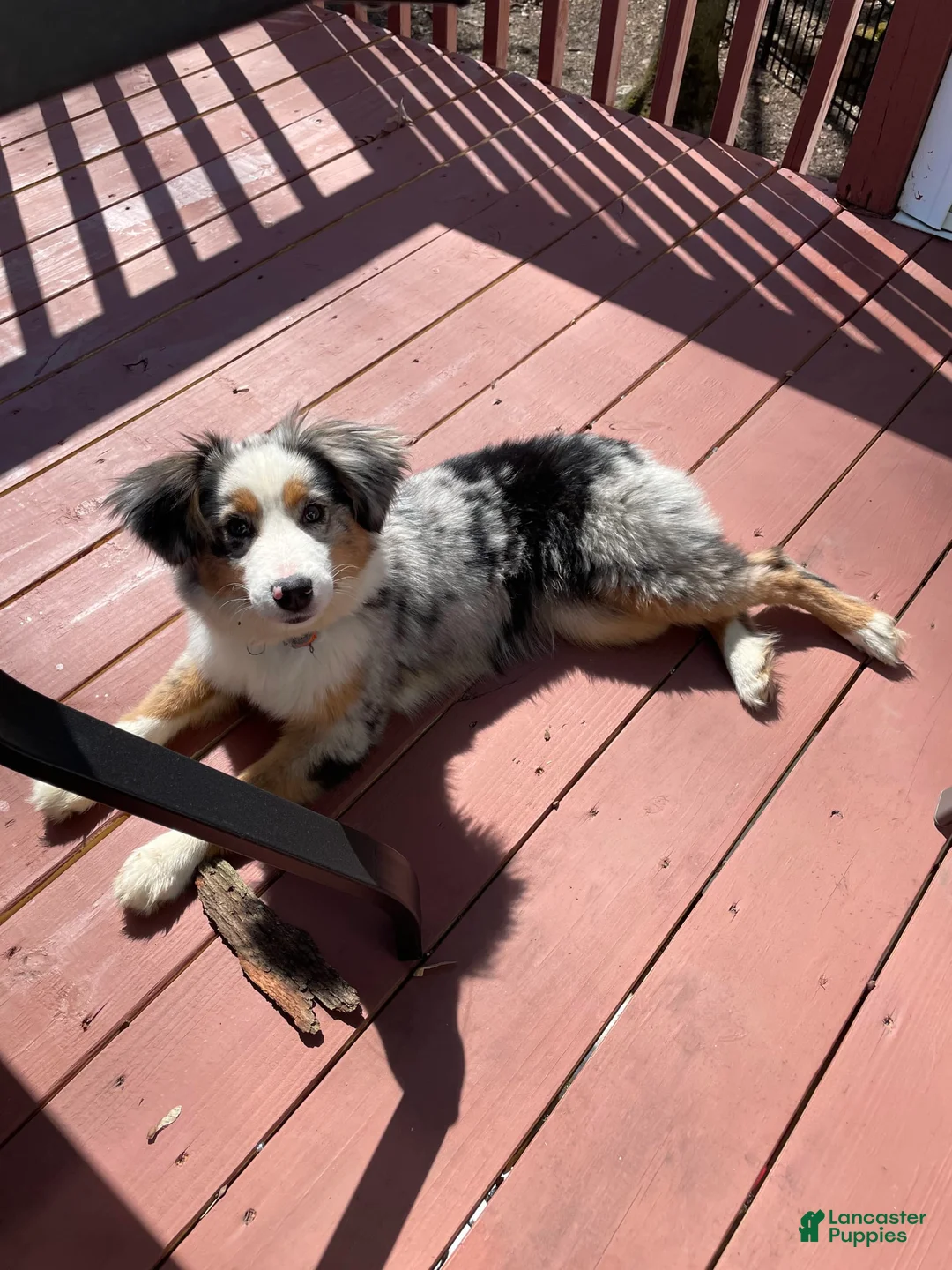 Gallery Image {{count}}