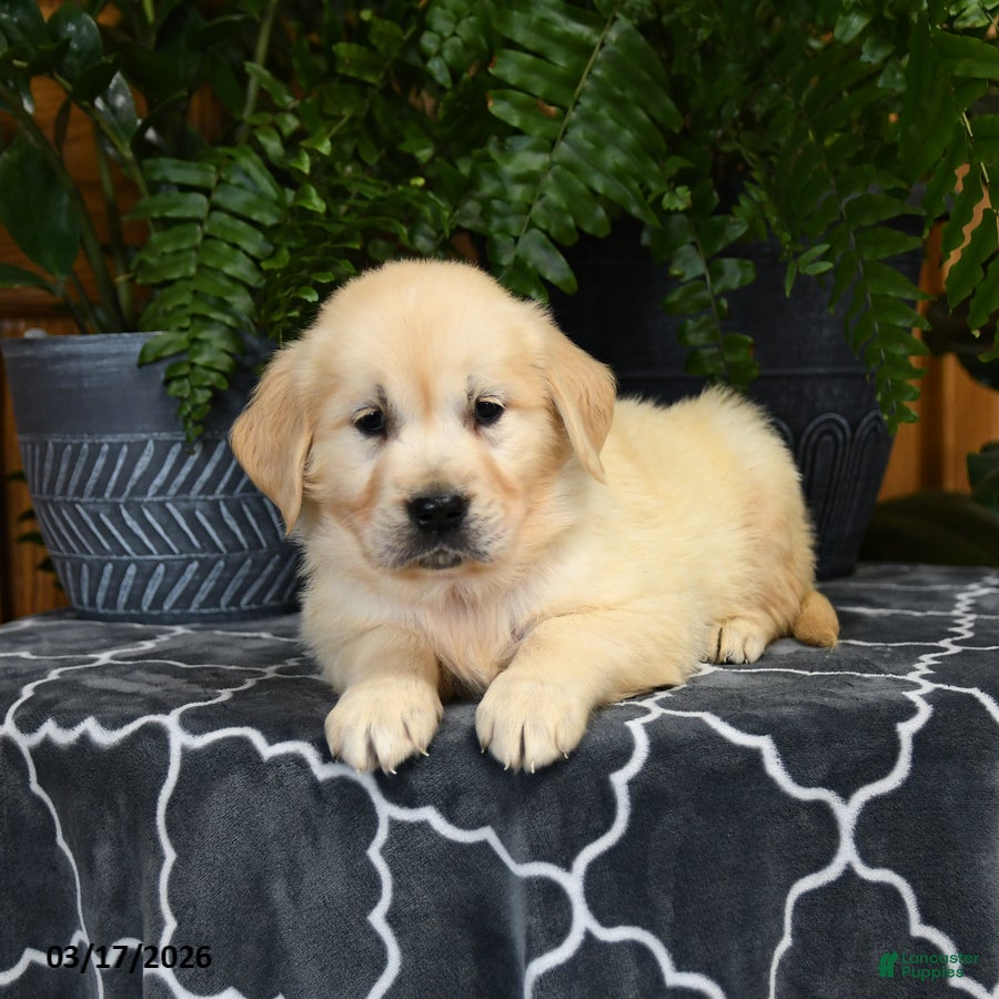 Golden Retriever dogs for sale: Herbert - Ad 1