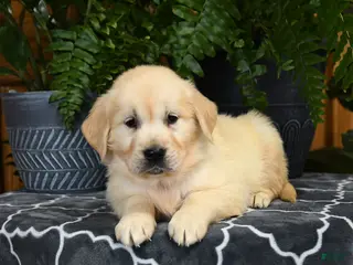 Golden Retriever dogs for sale: Herbert - Ad 1
