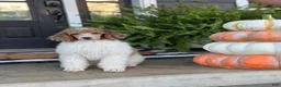 Standard Poodle dogs for sale: Oak - Ad 6
