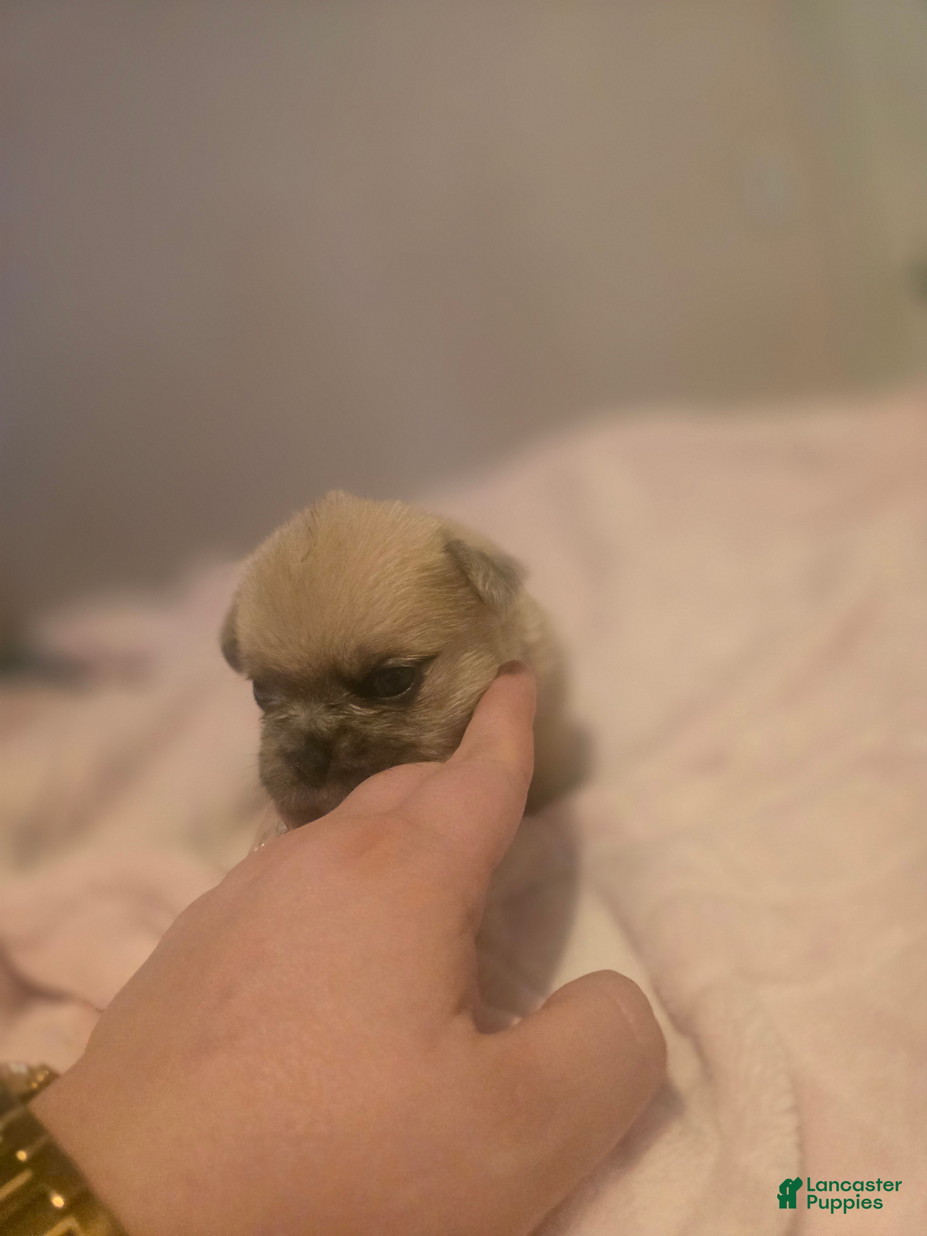 French Bulldog dogs French Bulldog Puppy 3 - Ad 16