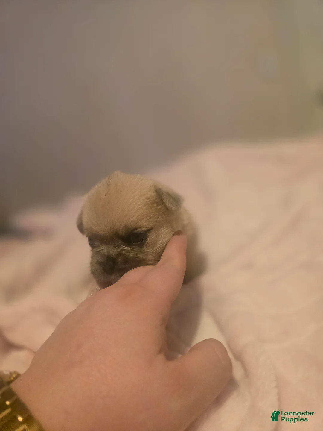 French Bulldog dogs for sale: French Bulldog Puppy 3 - Ad 1