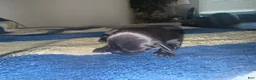 Miniature Dachshund dogs for sale: Miniature Dachshund 5 - Ad 3