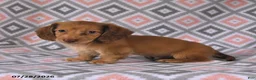 Dachshund dogs for sale: Pebbles - Ad 4