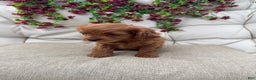 Cavapoo dogs for sale: Ruby - Ad 2